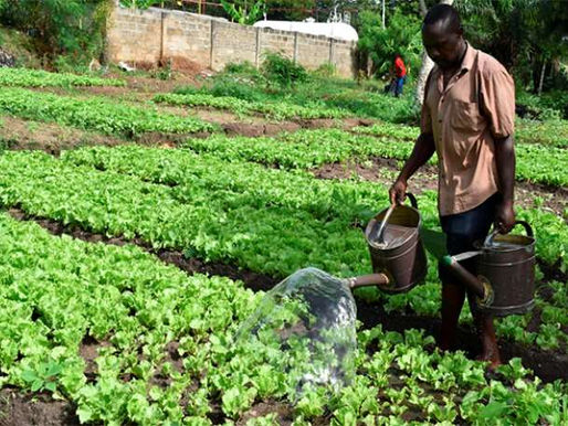 Agric Officers Urge Farmers to Accelerate Dry Season Preparations to Maximize Gains and Avoid Market Pitfalls