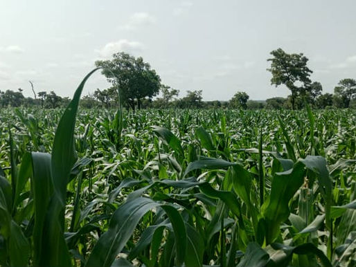 UWR: Best farmer predicts bumper harvest in 2025 despite late Rains
