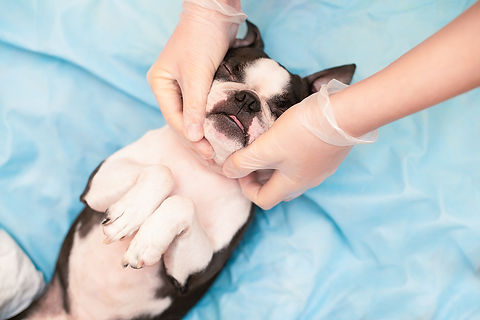 A young Boston Terrier dog relaxes and rests on the couch at the cosmetologist masseur in
