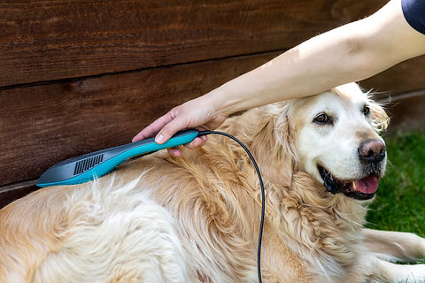 Laser therapy treatment in the dog.jpg