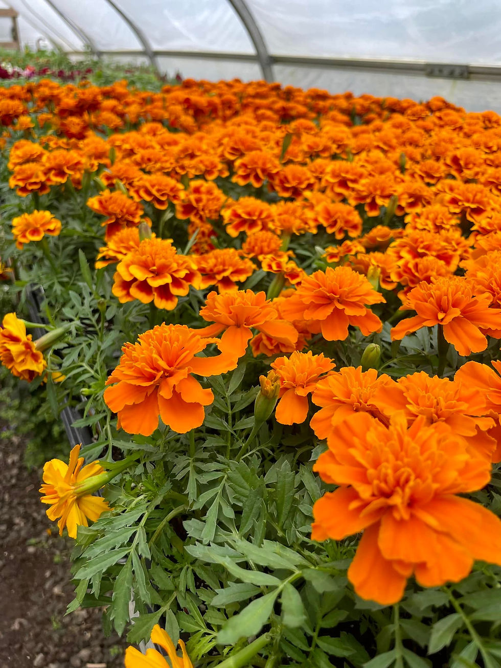 Annuals
