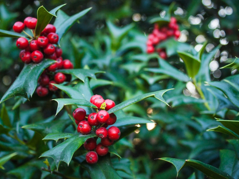 Broadleaf Evergreen