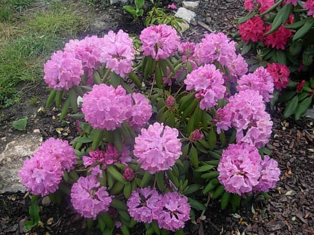 Broadleaf Evergreen