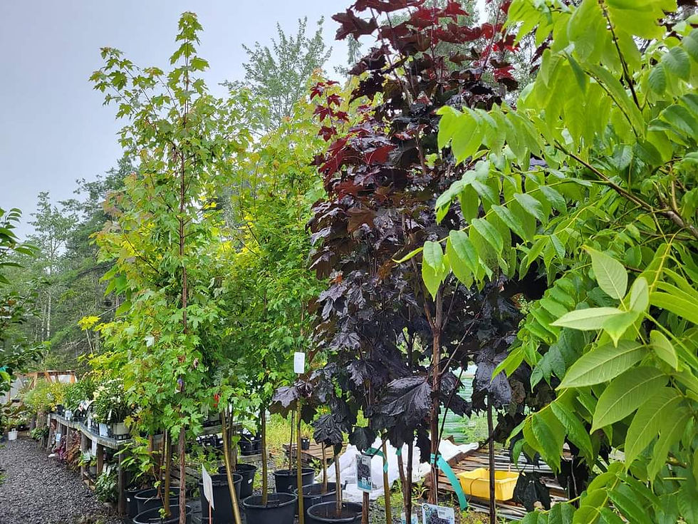 Trees
