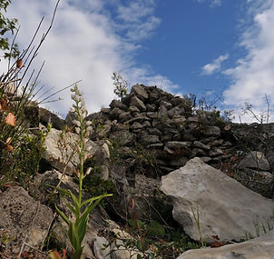 Céphalanthere_longiflora.JPG