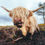 Highland Cows in Scotland