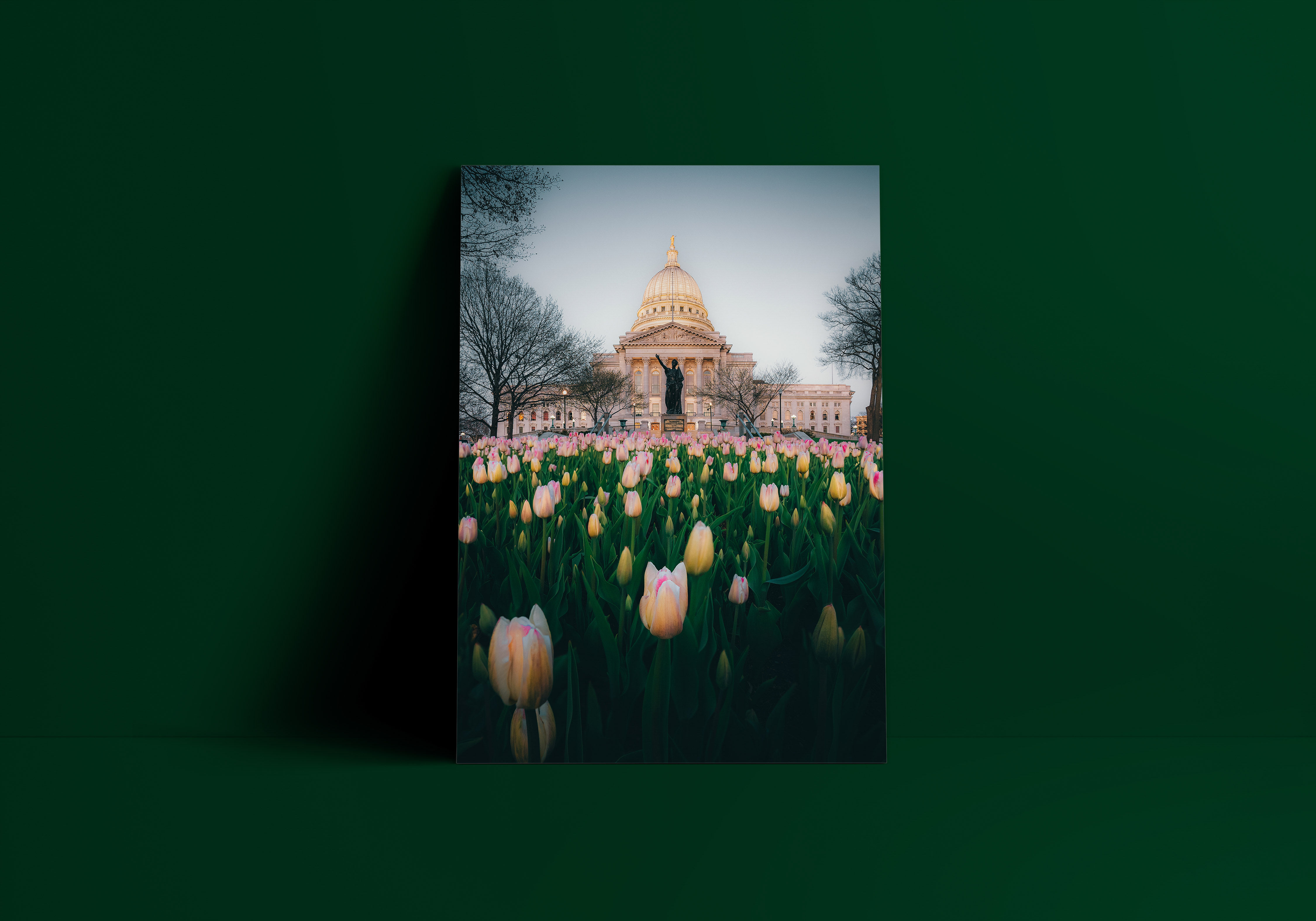 Capitol Flowers at Night