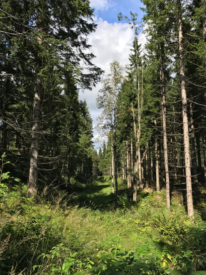 Norway hiking for beginners Frognerseteren oslo fjord forest viking nordic scandinavian pine trees woods outdoor norse