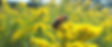 bee.jpg