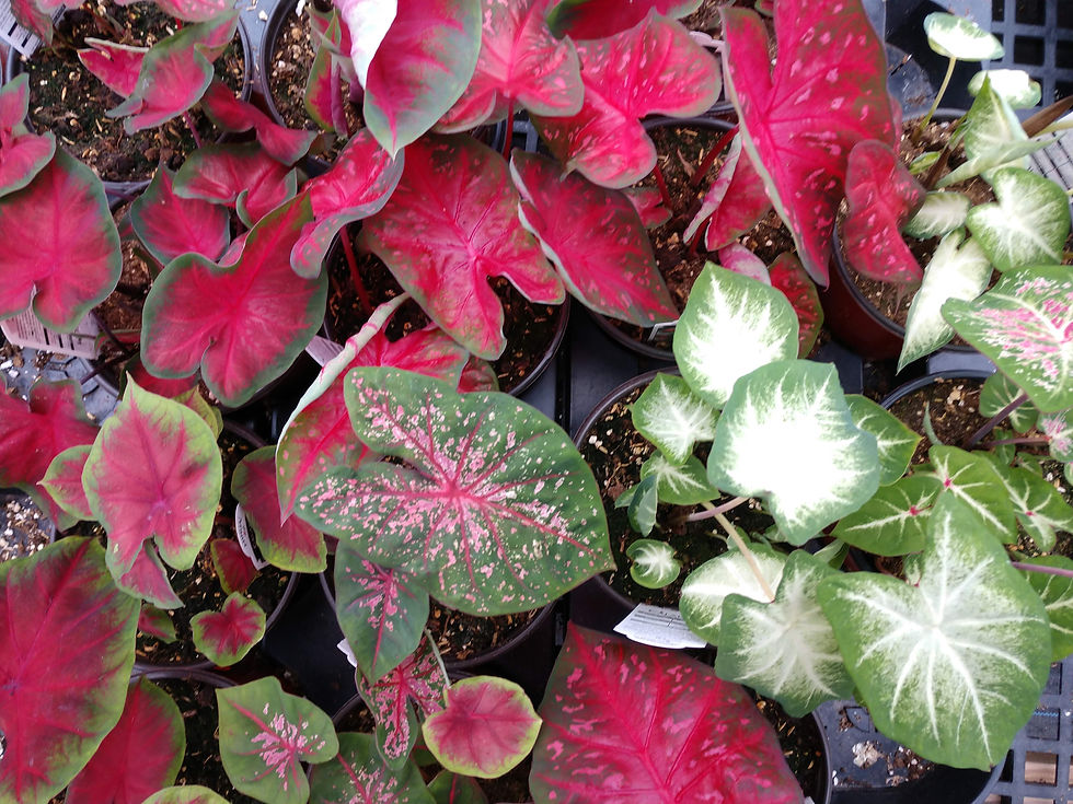 Caladium