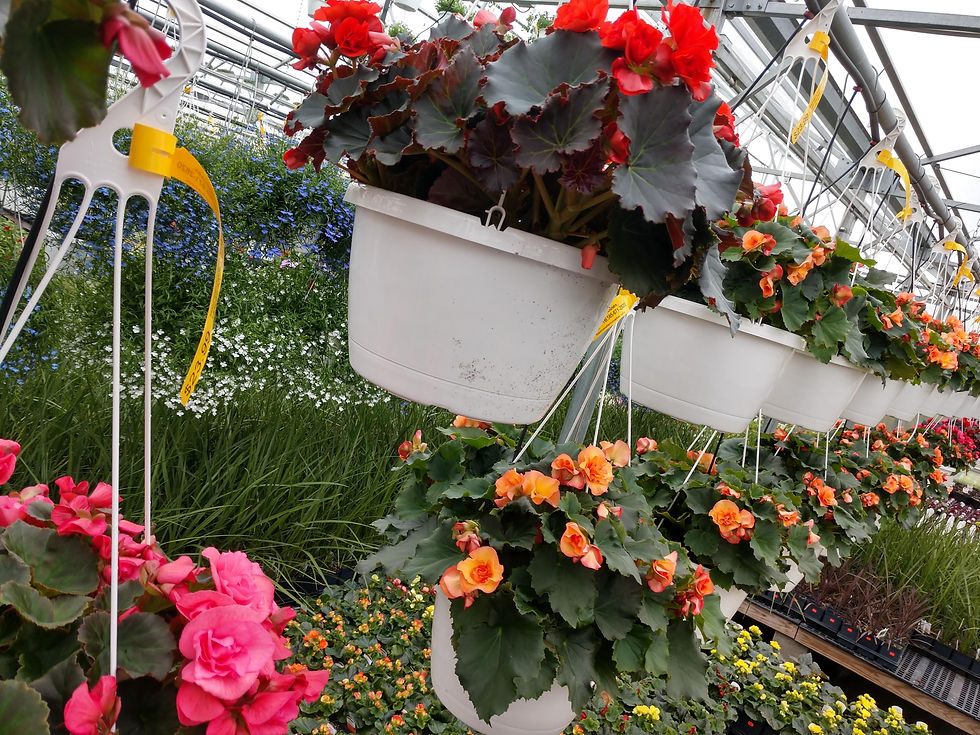 Solenia Begonias