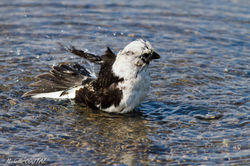 Bruant des neiges - au bain