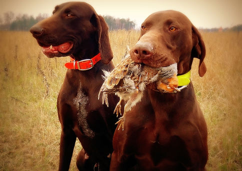 Охотничья собака