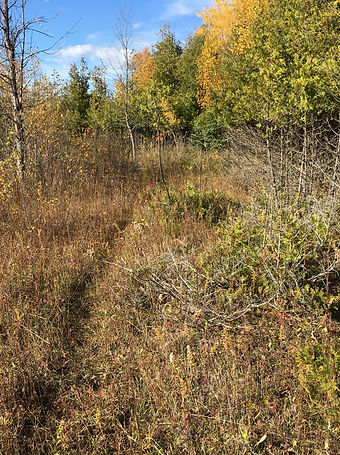 Trailwork9.jpg