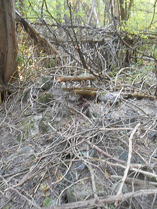Trailwork2.jpg
