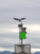 ree
