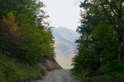 Forest road opposite the house