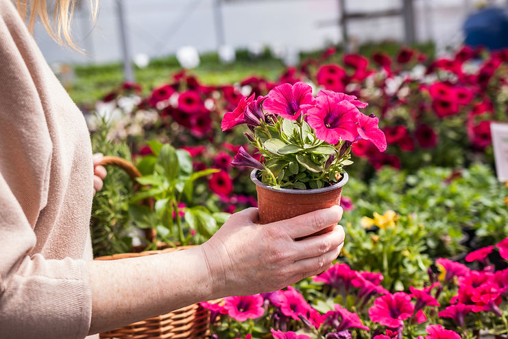 Woman shopping pink petunia flower at market. Customer choosing flowers at garden center.j