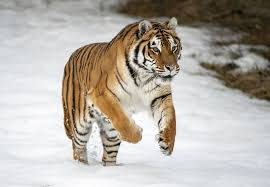 ree