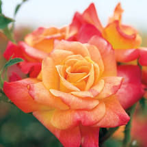 When I see Roses I smile