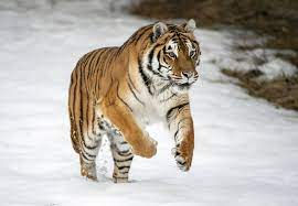 ree