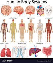Body Wars; All Body Systems; Doctors Welcomed