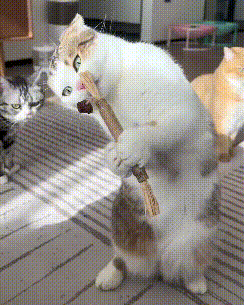 brush n play cat toy