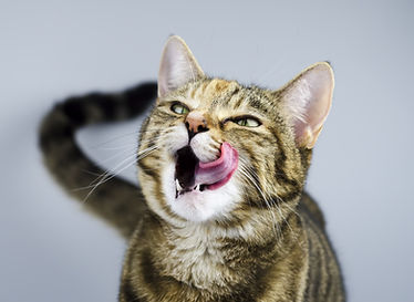 cat4.jpg