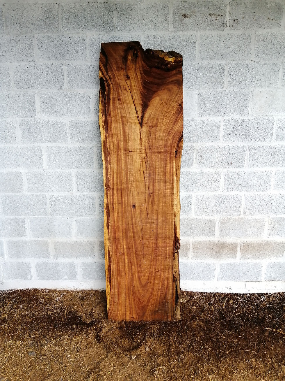 Miniatura: Totuma Slab - TP0035
