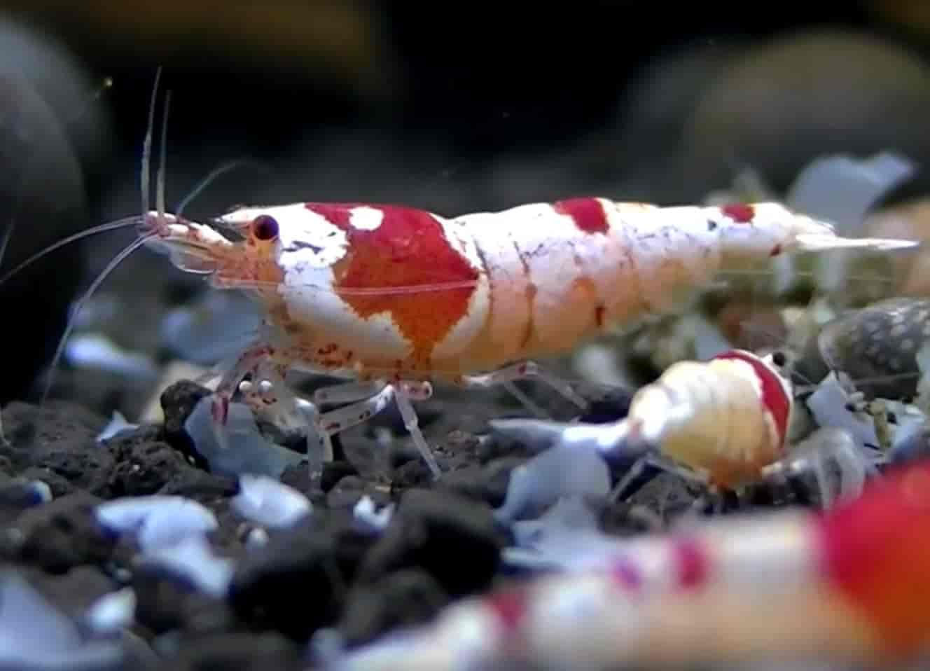 Crystal Red Shrimp (Caridina)
