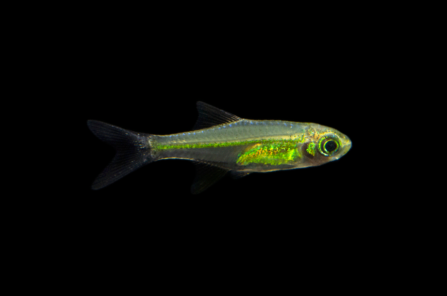 Kubotai Rasbora (Group of 3)