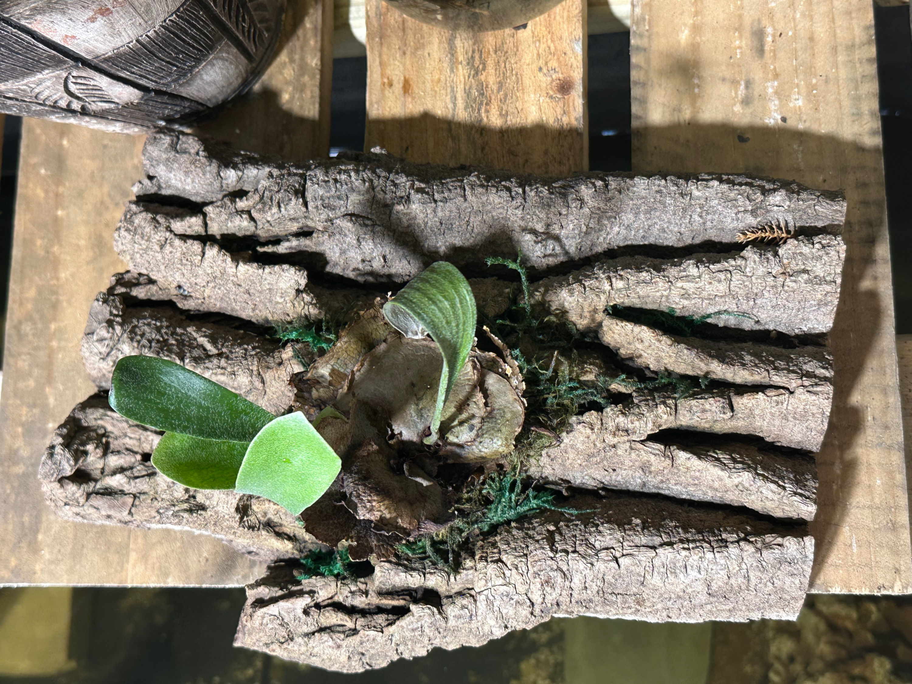 Mounted Staghorn Fern in Moss on Bark