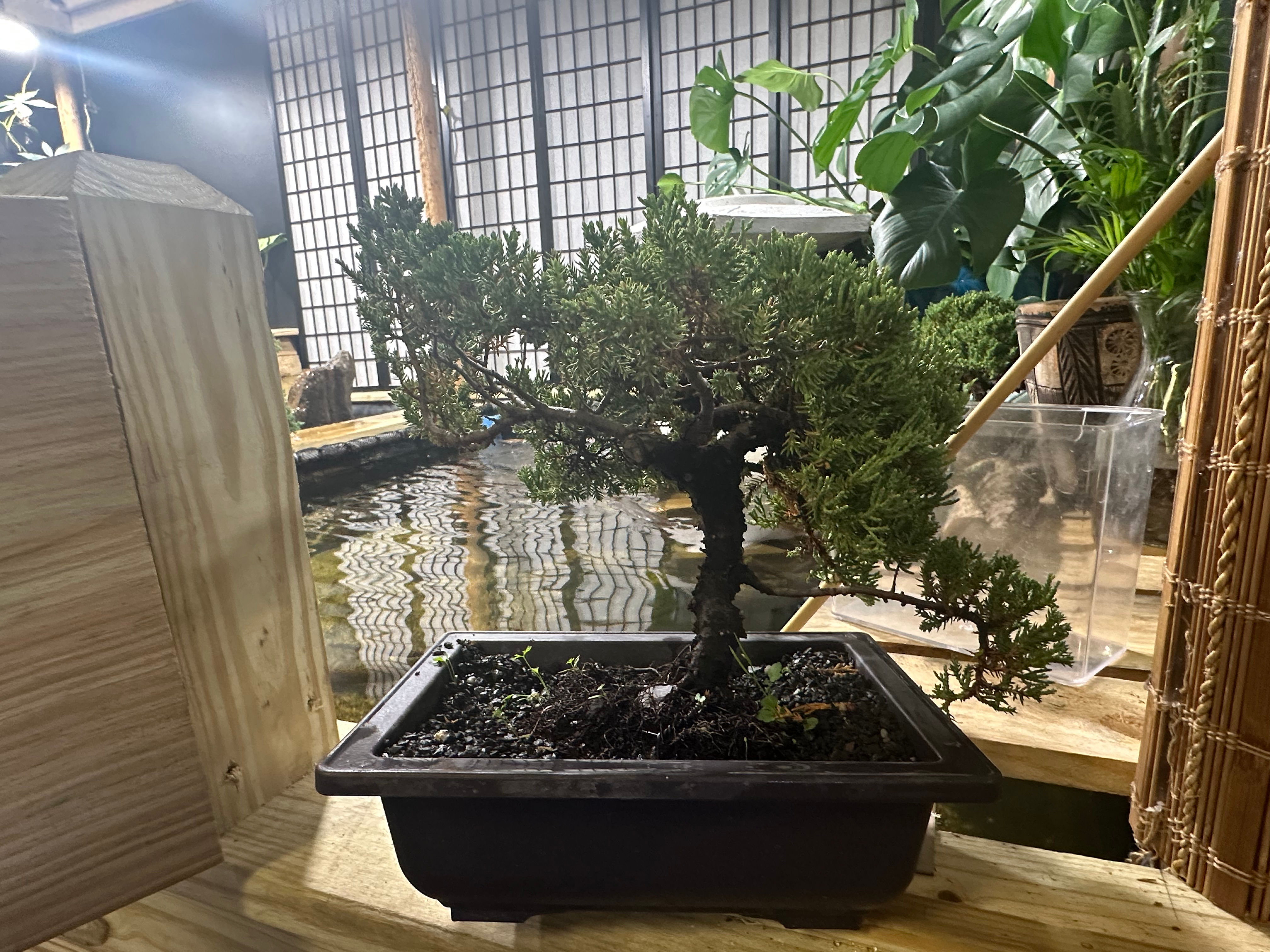 15 YR Juniper Bonsai 9"