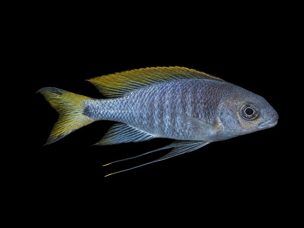 Ophth Boops blue neon "Kipili" Male Lg; Ophthalmotilapia boops