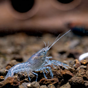 ZYN AQUATICS | Shrimp