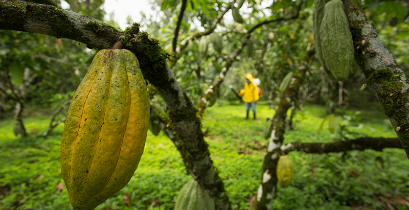 ¿El banano perdió la corona? El cacao pisa fuerte en 2025