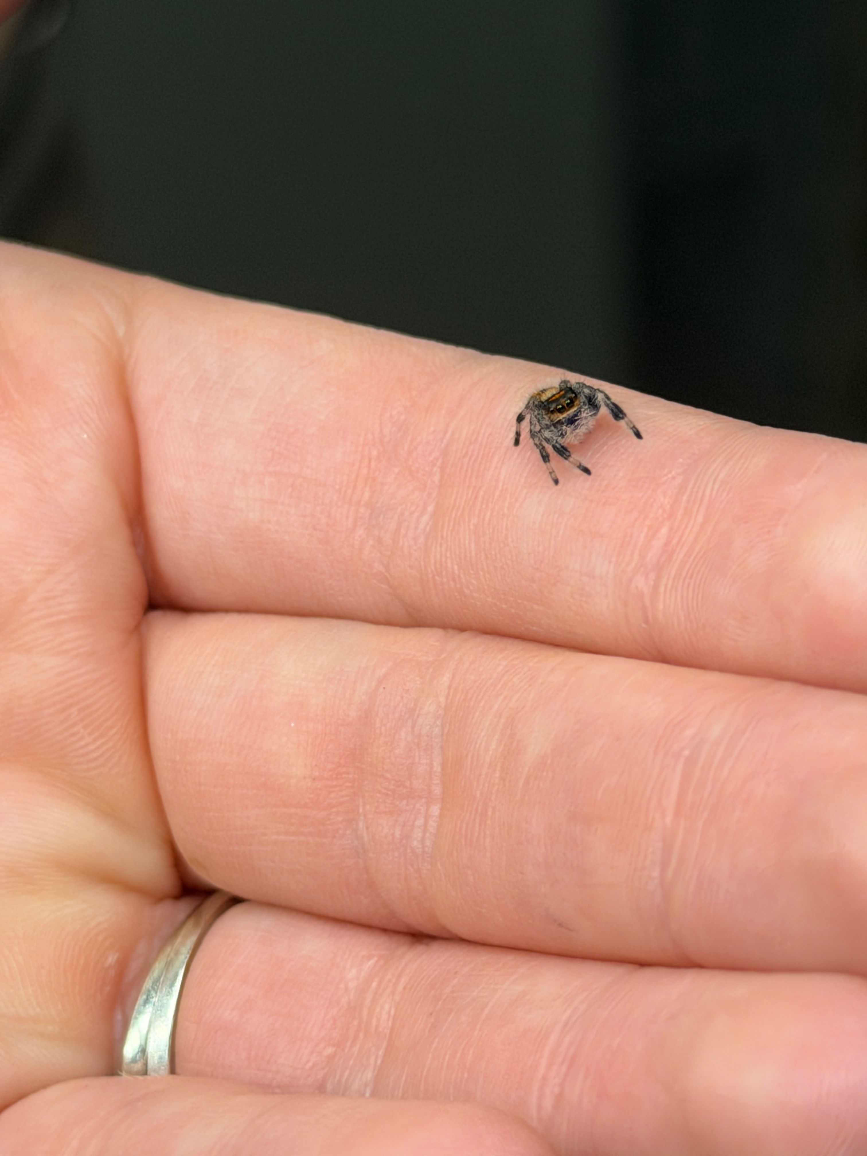 i6 Female Juvenile Jumping Spider