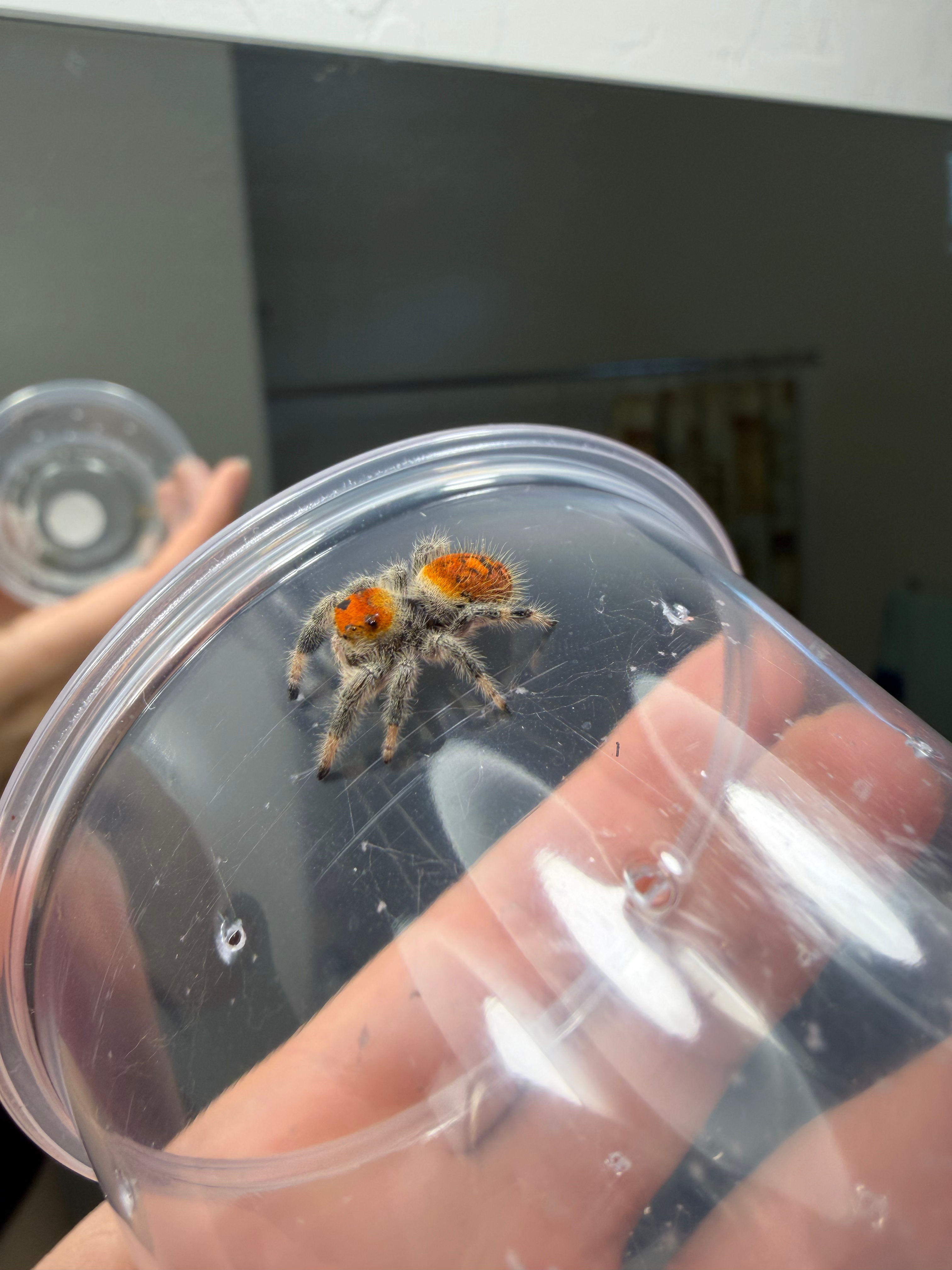 I7 Female Regal Jumping Spider