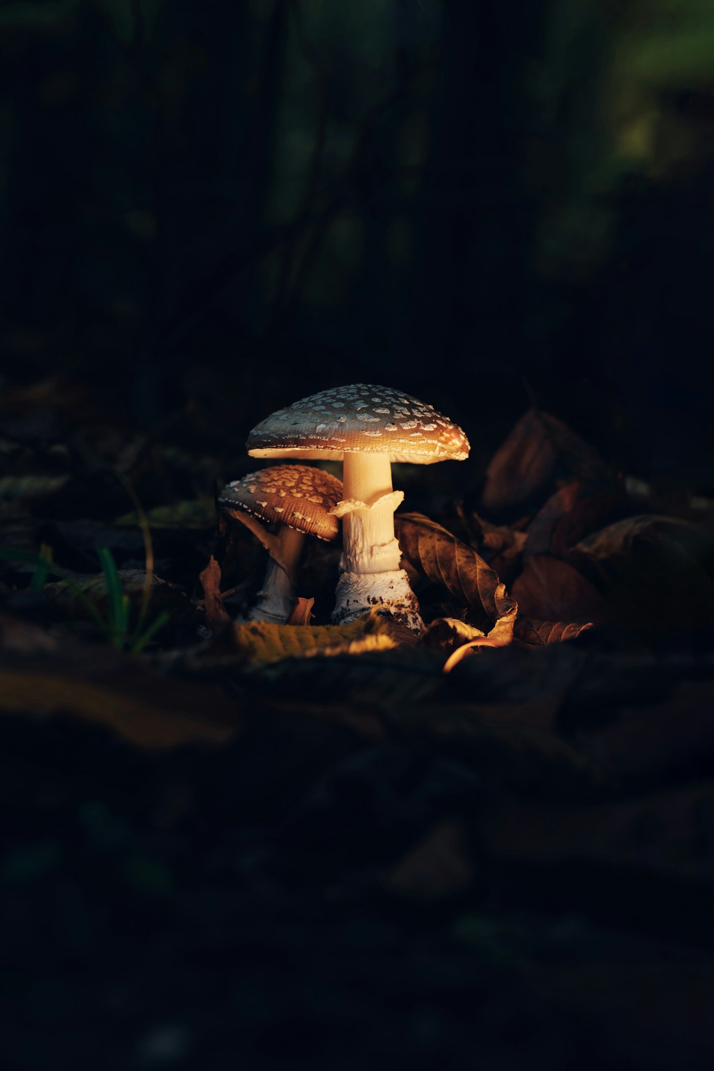 Real editorial photograph of an orange mushroom on forest floor. Cover for Psilocybin Versus the Promise: A Reader's Guide to Clinical Trials