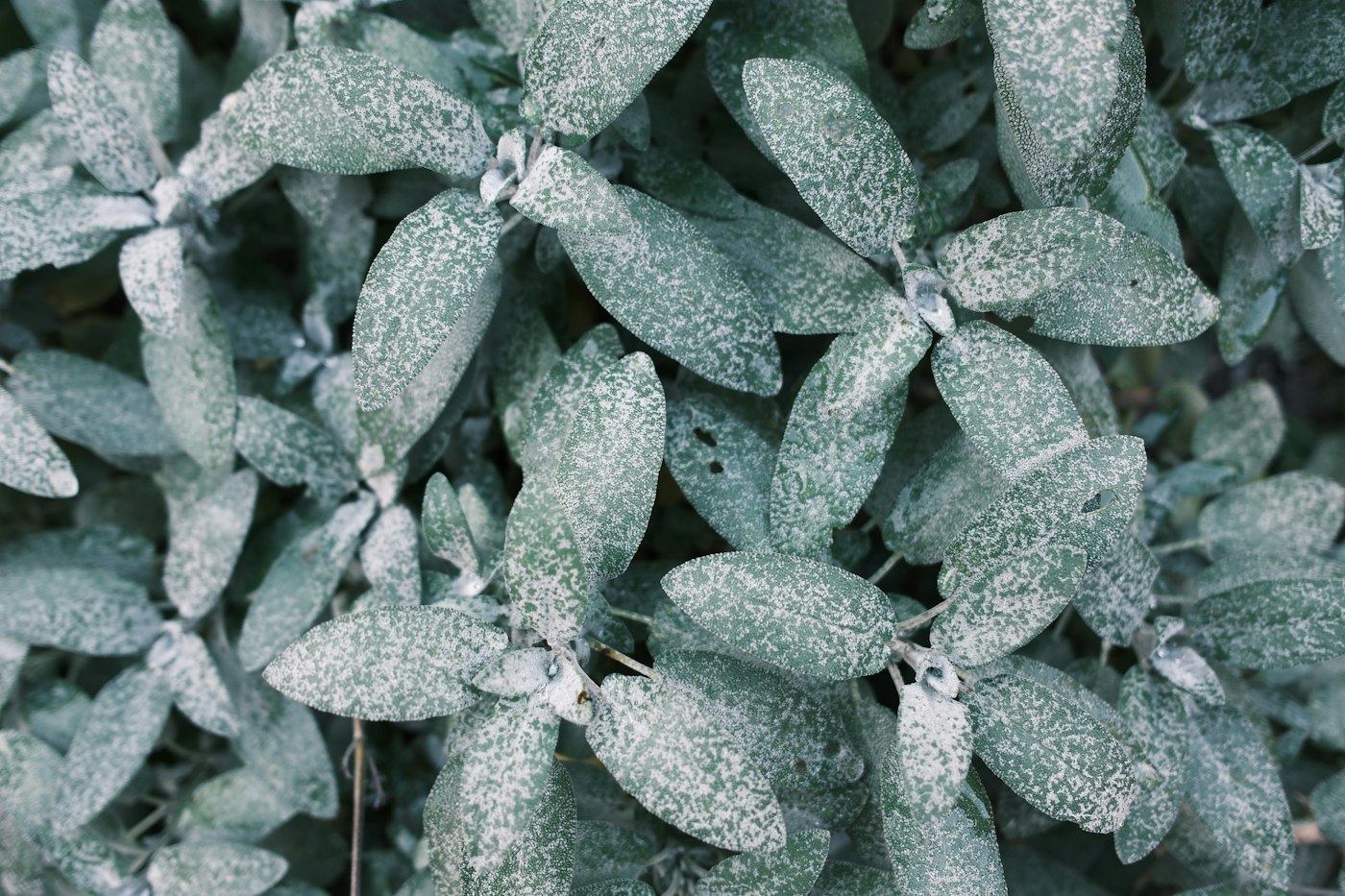 Real photograph of sage herb leaves closeup in garden. Cover for The Essential Oil Reality Check: Why One Drop Is Not Just One Leaf