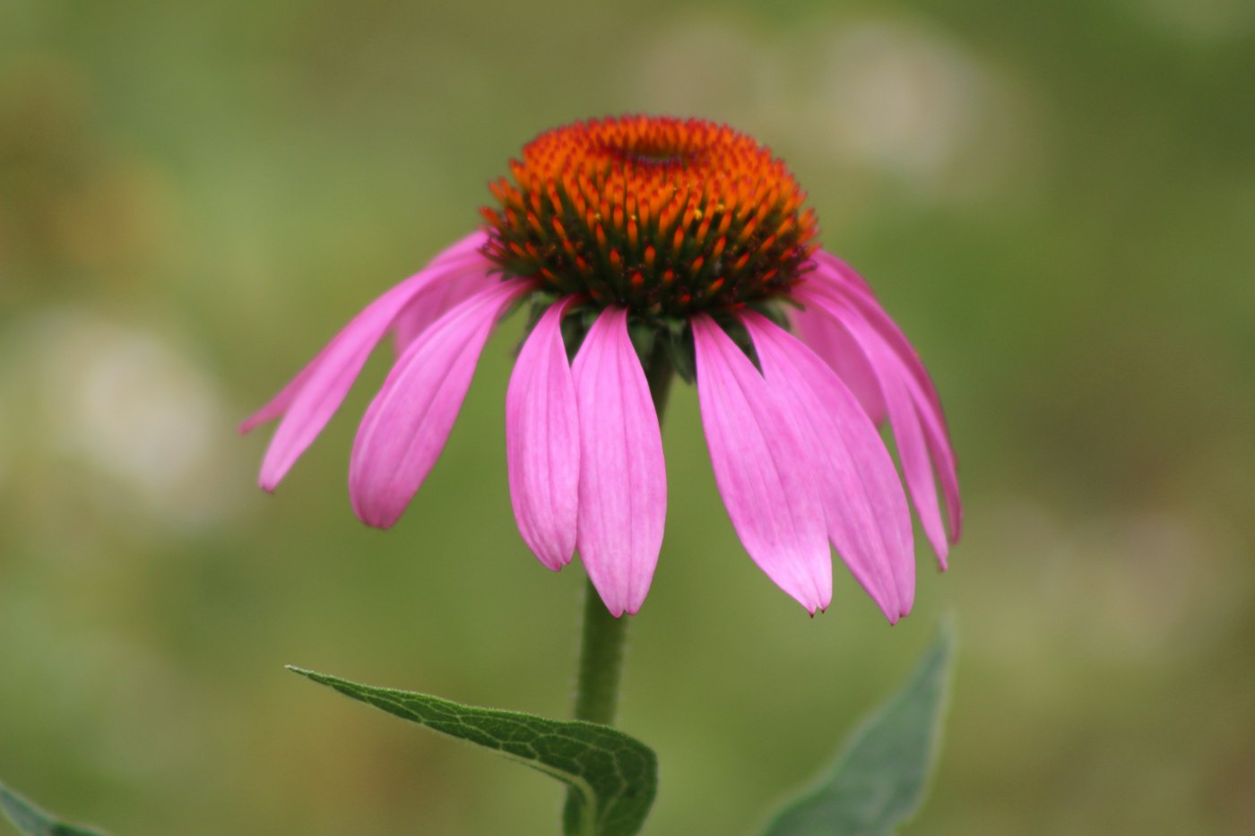Real photograph of purple echinacea flower. Cover for Echinacea: Can a Purple Coneflower Really Keep Colds Away?