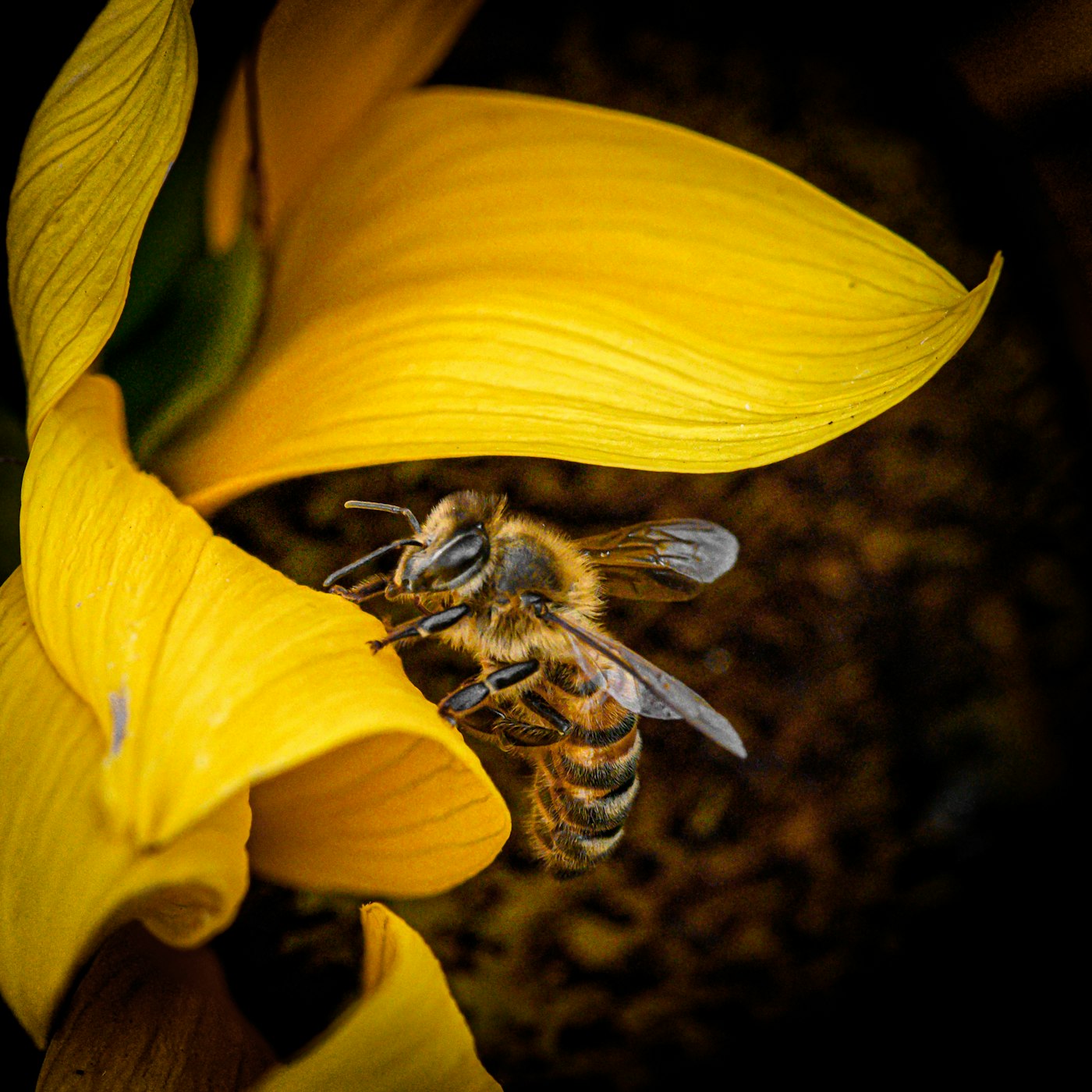 Real photograph of pollinator bee perched on garden flower. Cover for An Everyday Practice of Noticing Change