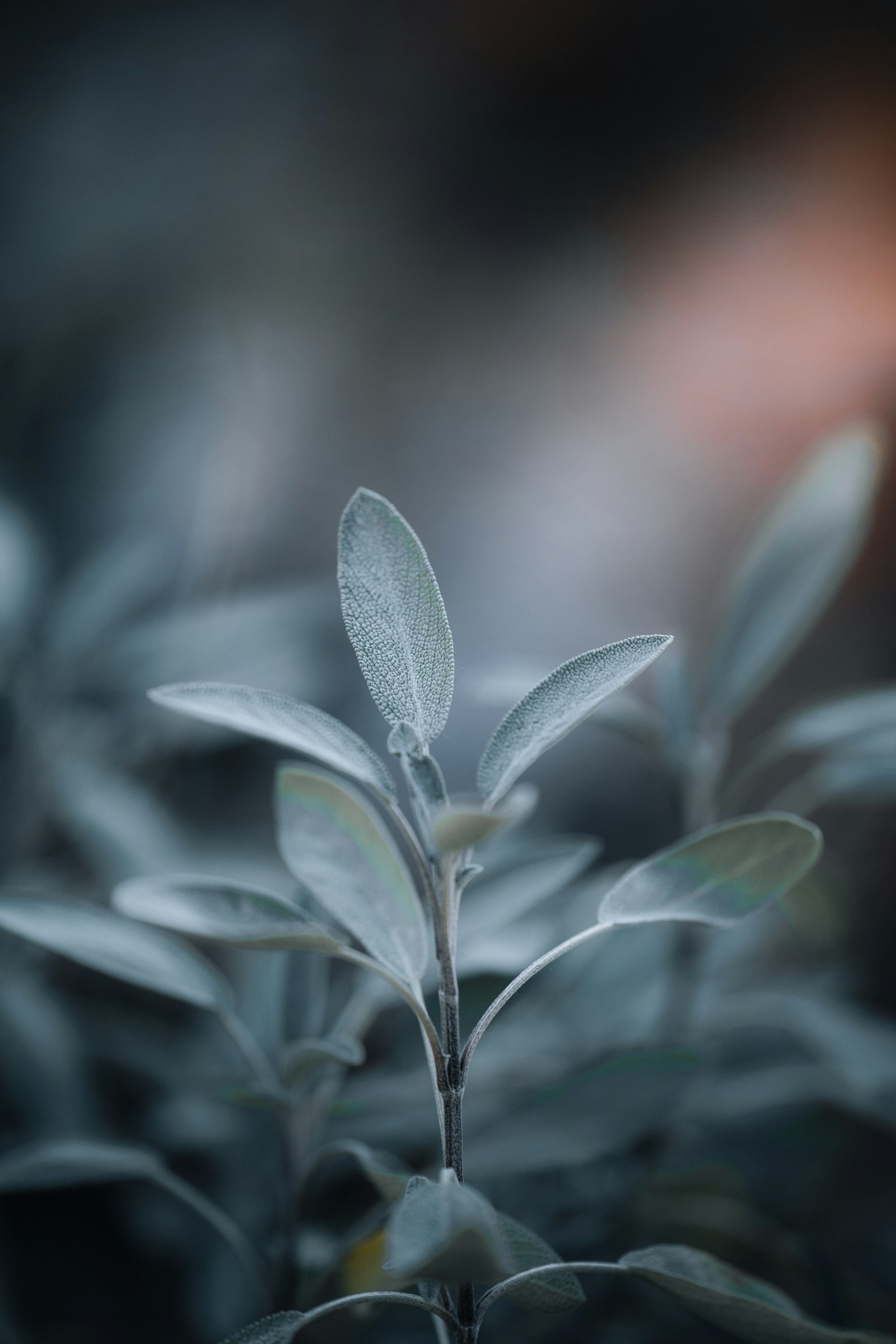 Real photograph of close up of sage leaves. Cover for Sage in the Garden: Culinary Herb, Cultural Symbol, or Medical Claim?