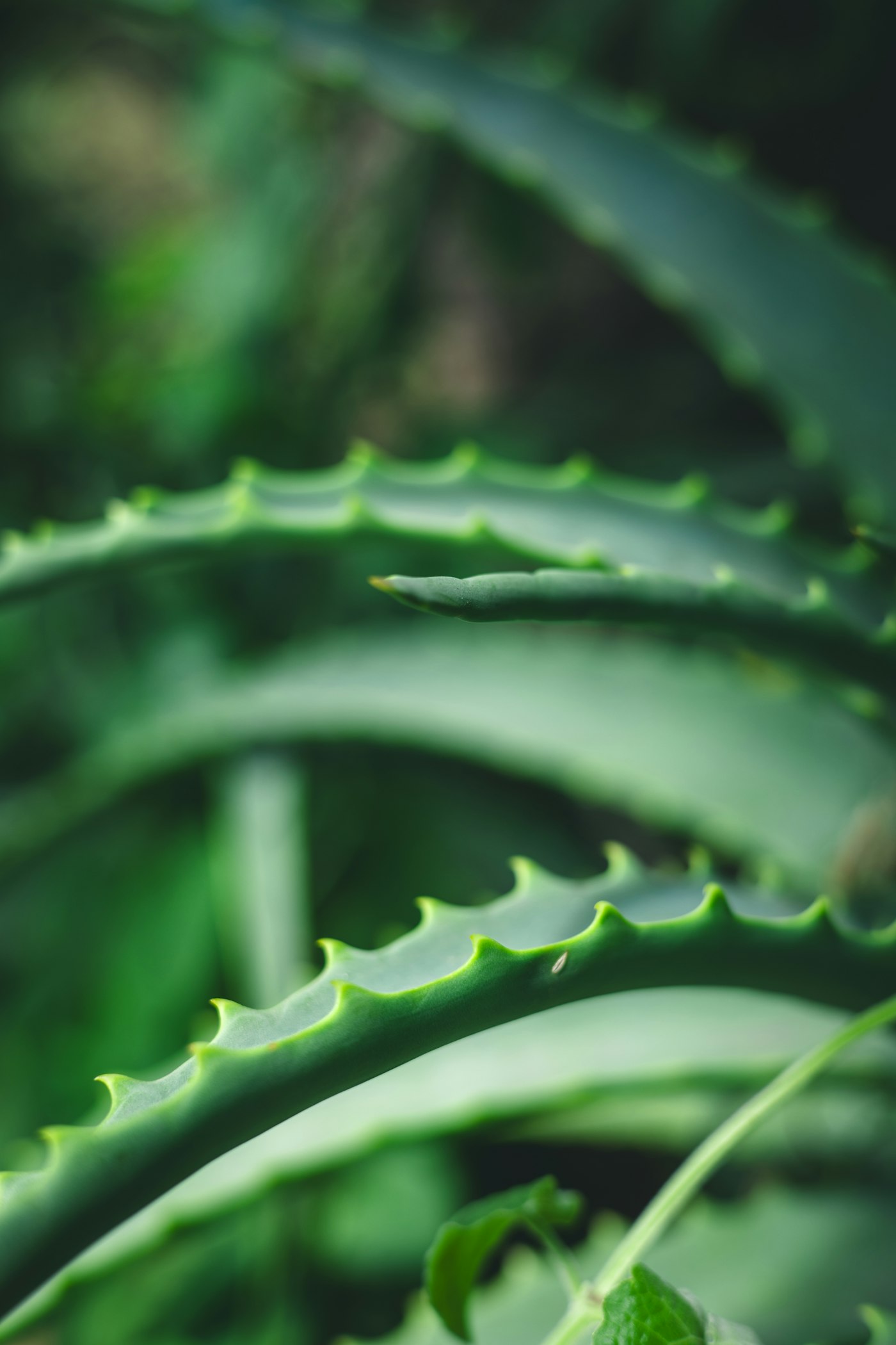 Documentary photograph: Aloe vera leaves. Cover for Aloe Vera: The Spiky Houseplant With a Serious Skin-Care Reputation