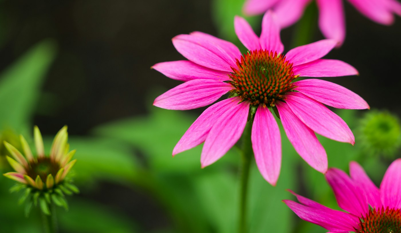 Real photograph of echinacea coneflower in garden. Cover for Make a Safer Herbal First-Aid Kit: What Belongs and What Doesn't