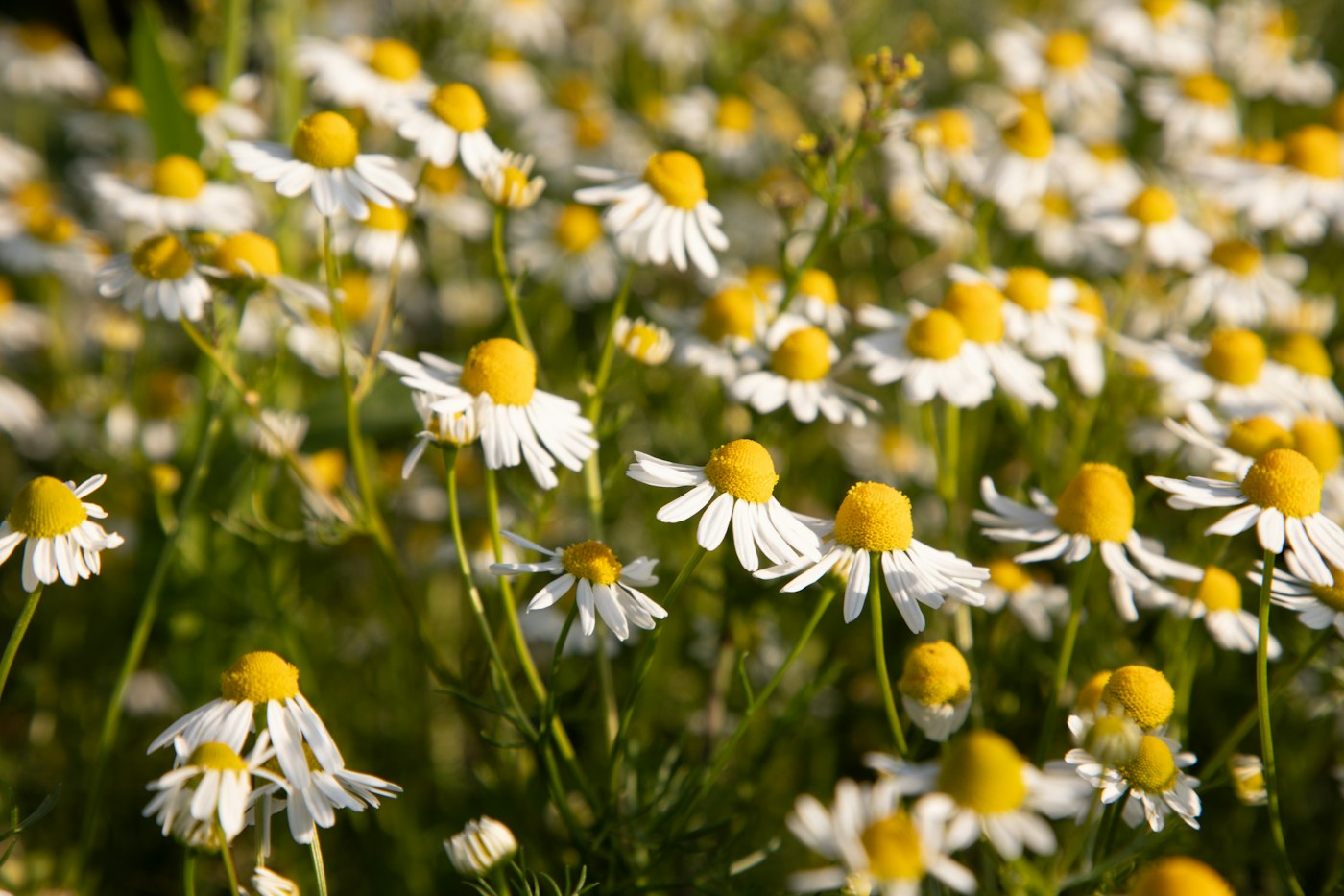 Real photograph of chamomile flowers blooming in lush meadow. Cover for Chamomile: The Daisy-Like Tea Flower With an Allergy Question