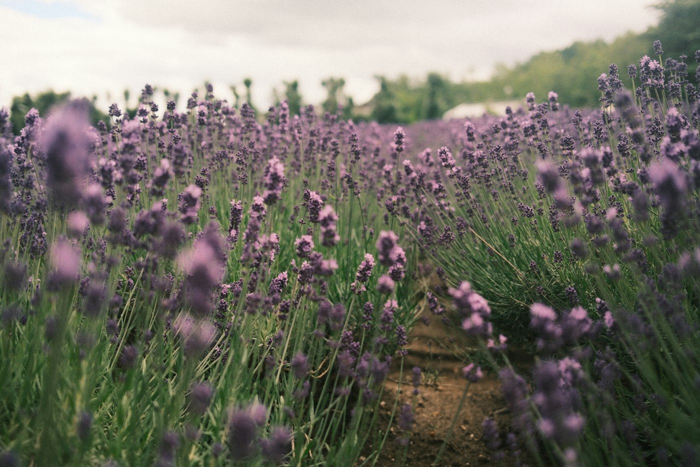 Real editorial photograph of lavender flowers with garden path. Cover for Lavender Sachets: Make a Calming Corner Without Essential-Oil Overload