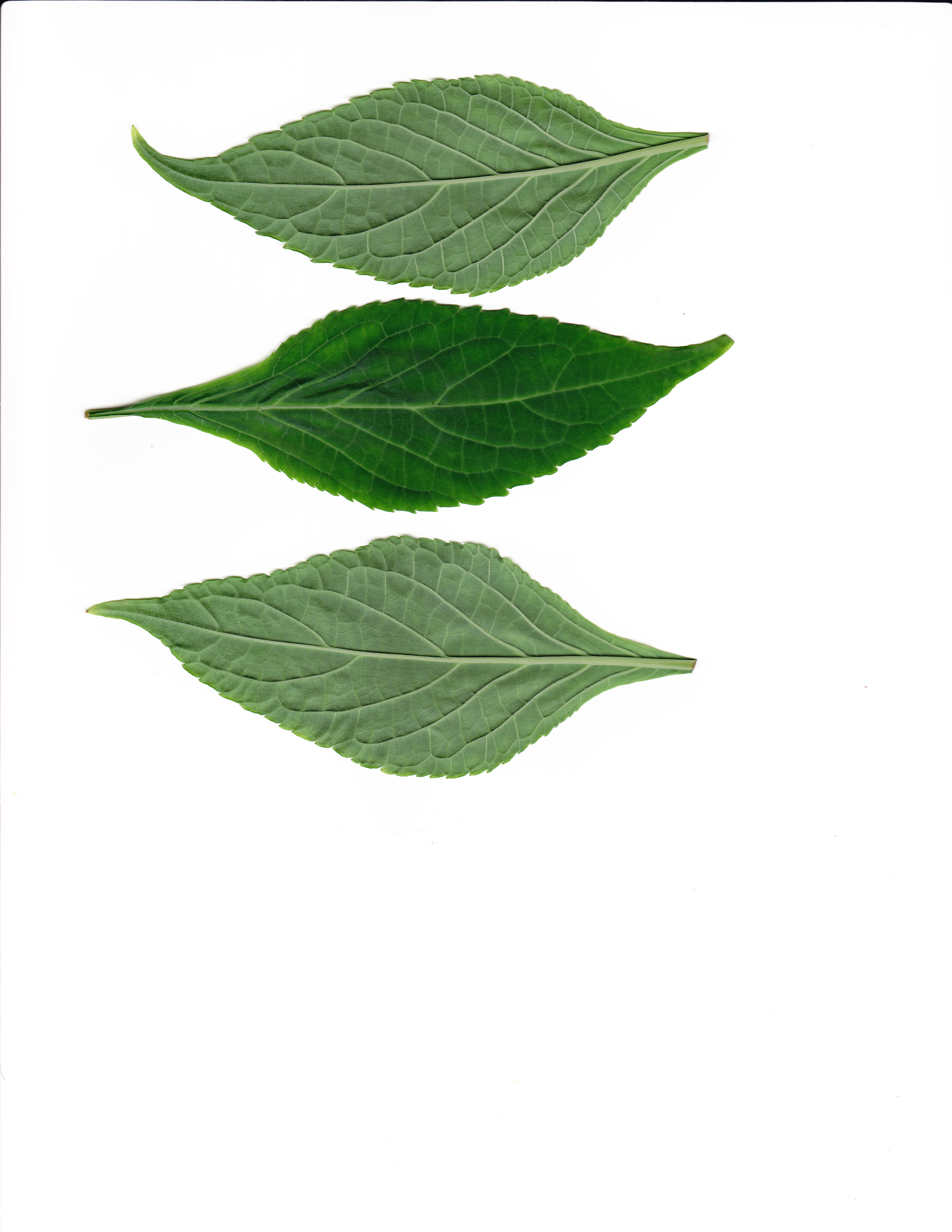 Documentary photograph: Salvia divinorum leaves. Cover for Salvia Divinorum: Why an Intense Experience Is Not Automatically Healing
