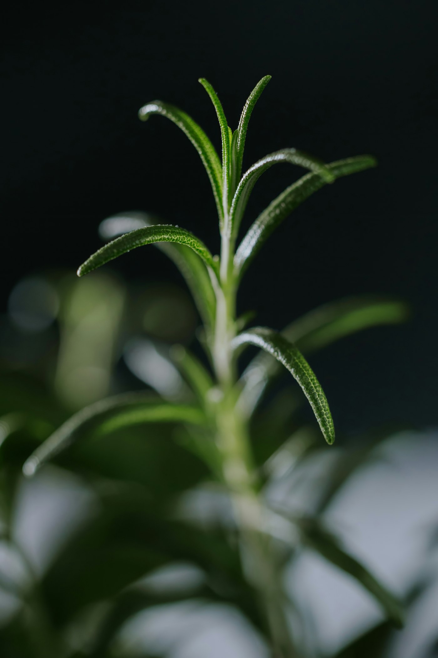 Real photograph of rosemary sprig leaves closeup. Cover for Herbal Salves: The Difference Between a Lovely Craft and Wound Treatment