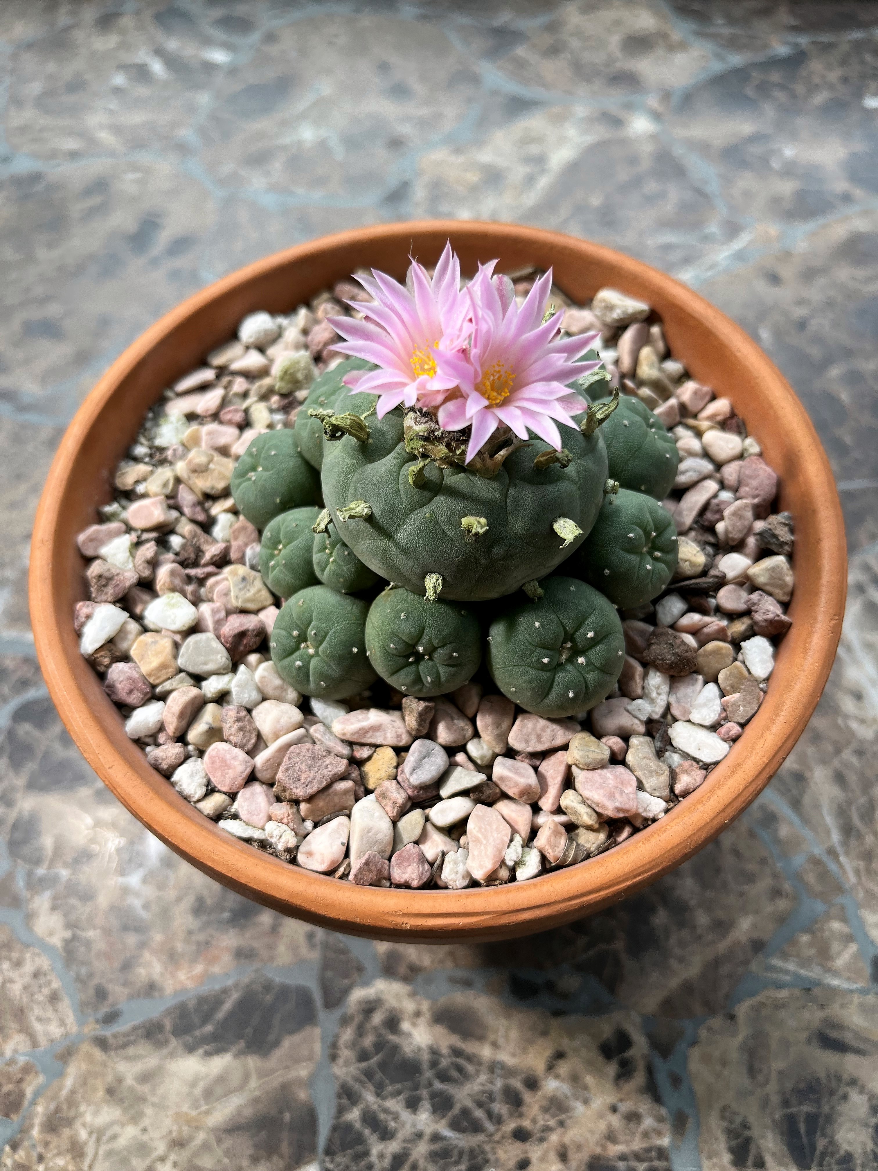 Documentary photograph: Lophophora williamsii in bloom. Cover for Peyote Has a Conservation Crisis: What Respect Really Looks Like